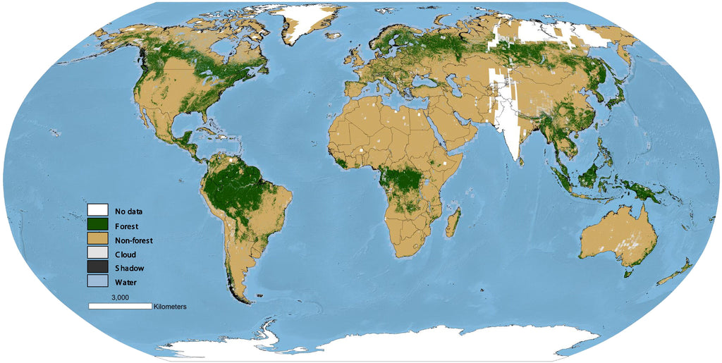 Global Forest Map 1990 29aa9225 93c4 41a0 9a8b 2b84e176ac8c 1024x768.progressive ?v=1551986609