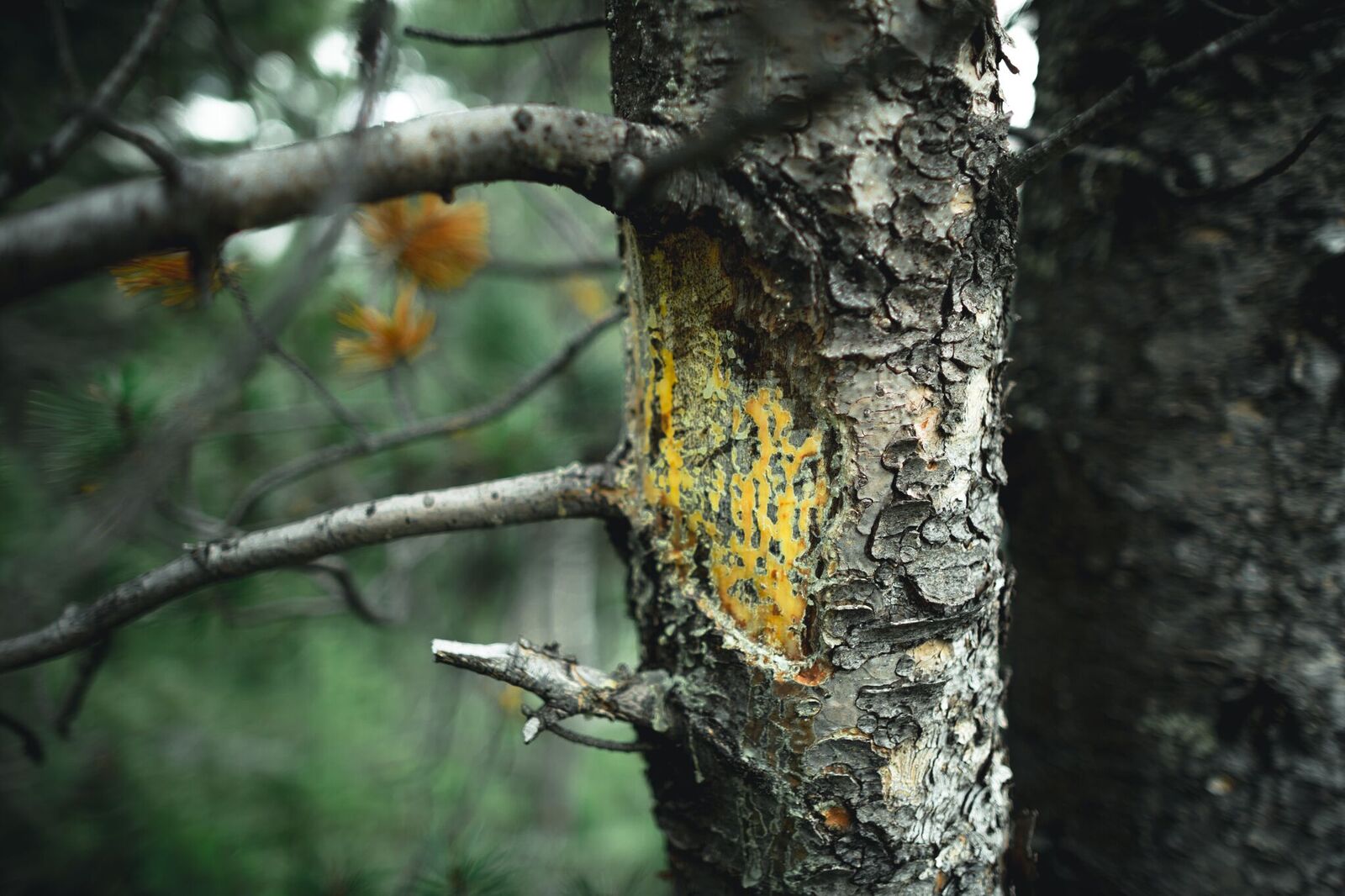 blister rust impacting a whitebark pine