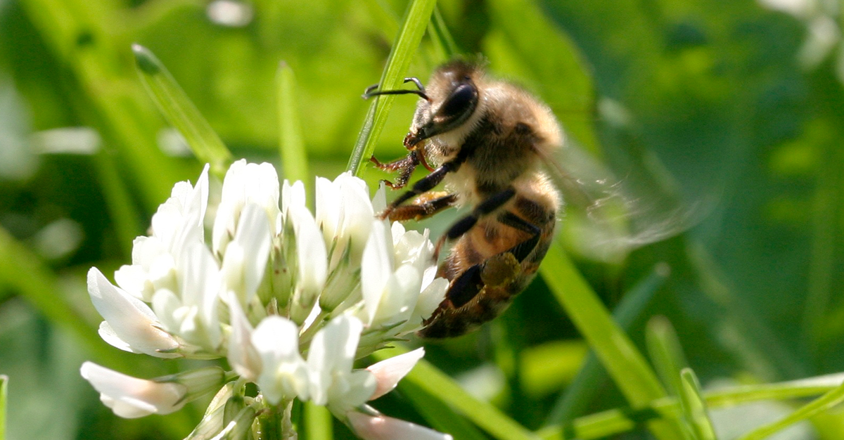 white dutch clover flower