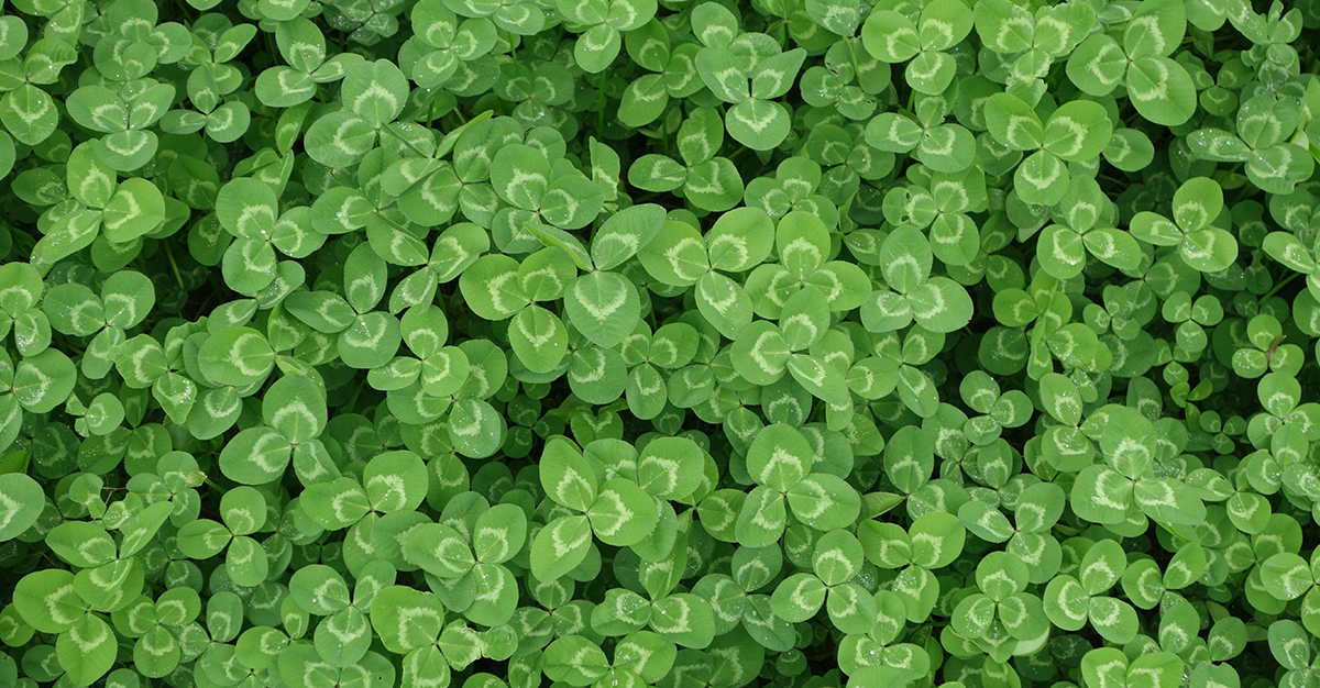 clover lawn