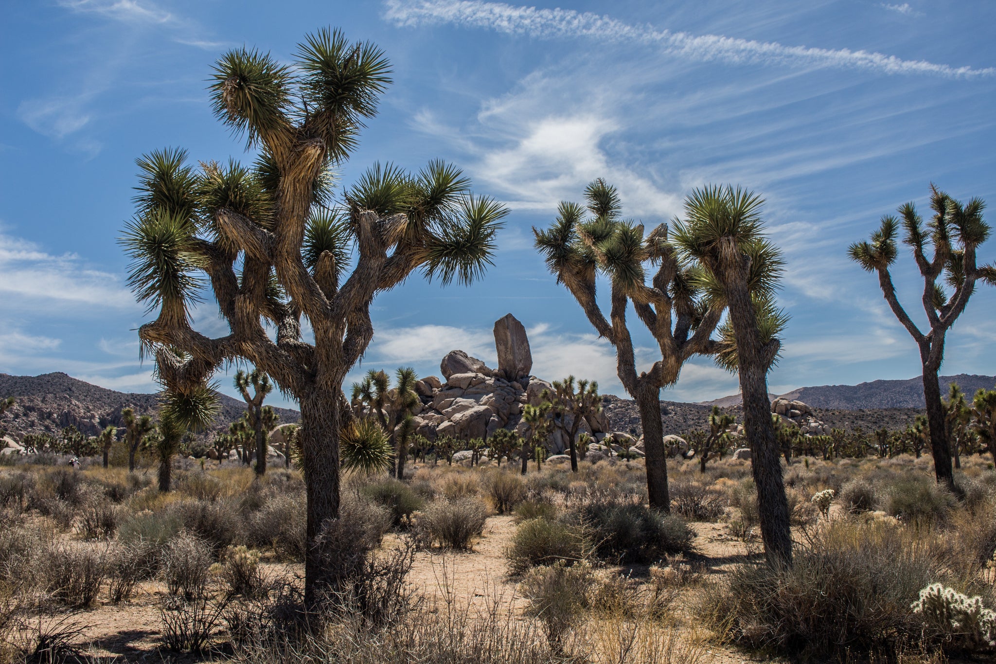 10 Facts About The Incredible Joshua Tree tentree®