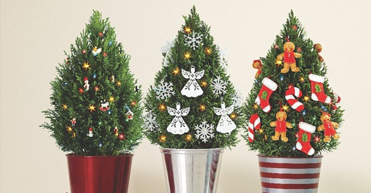 5 Eco Friendly Alternatives To Christmas Trees Tentree