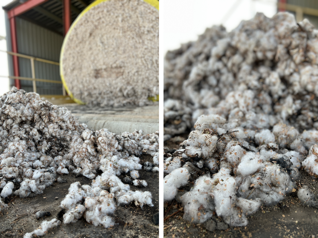 Cotton (with dirt, leaves, branches) ready for gin.