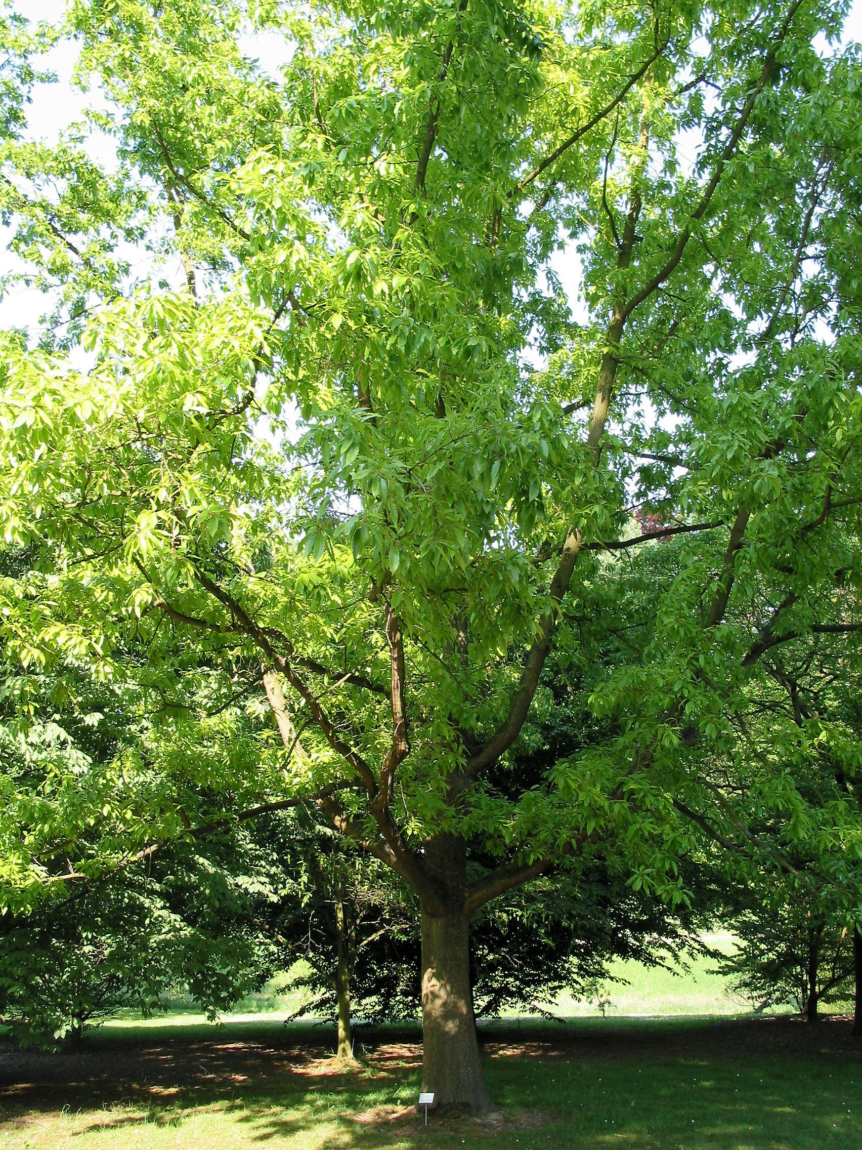 Chinese Cork Oak Tree