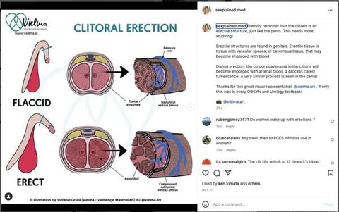érection du clitoris