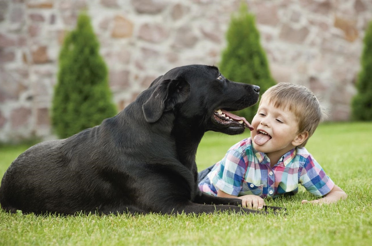Razas de perro ideales para tus hijos pequeños – Mister Mascotas