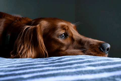 Cómo lidiar con la ansiedad por separación en tu perro