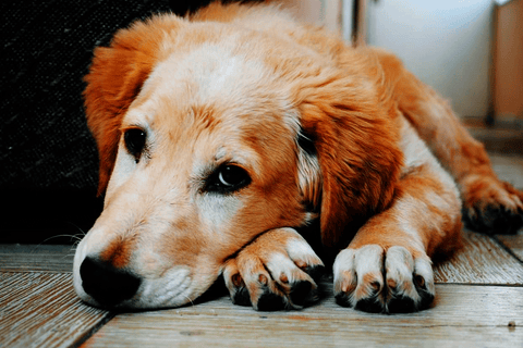 Mascotas con enfermedades crónicas: cómo la nutrición puede ayudar en su tratamiento