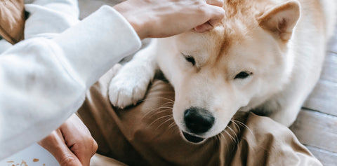 La moda canina: las tendencias que están marcando estilo