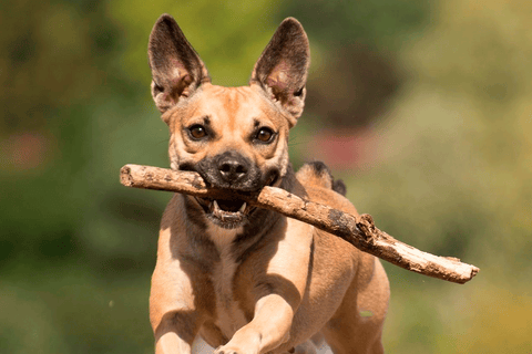 La moda canina: las tendencias que están marcando estilo