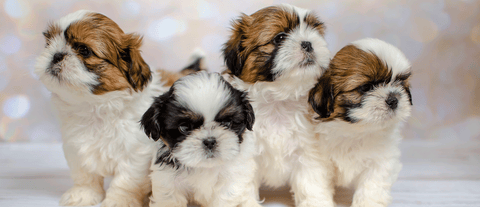 Shih Tzu