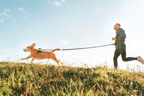 Los perros y el deporte: todo lo que necesitas saber