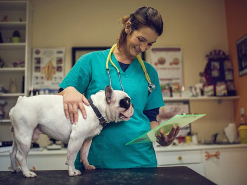 ¿Por qué es importante la salud dental de los perros?