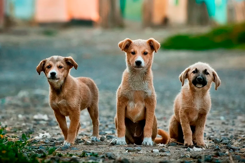 ¿Por qué es importante leer las etiquetas de los alimentos para perros?