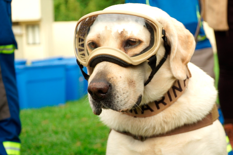 La labor heroica de los perros de rescate: historias de éxito y valentía