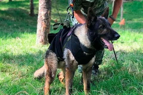 La labor heroica de los perros de rescate: historias de éxito y valentía