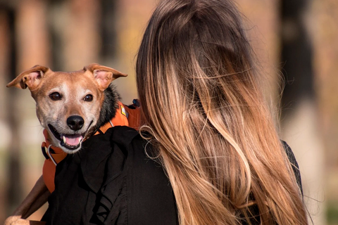 Bienestar canino: consejos para mantener a tu perro feliz y saludable