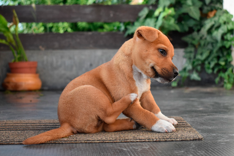 Bienestar canino: consejos para mantener a tu perro feliz y saludable