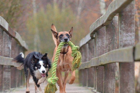 Bienestar canino: consejos para mantener a tu perro feliz y saludable