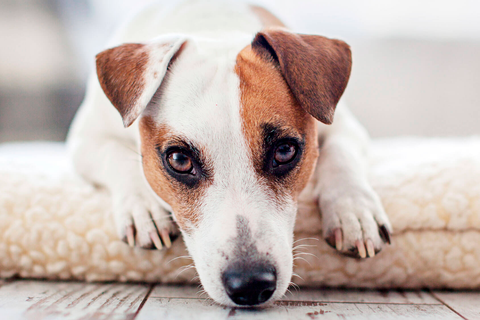 Bienestar canino: consejos para mantener a tu perro feliz y saludable