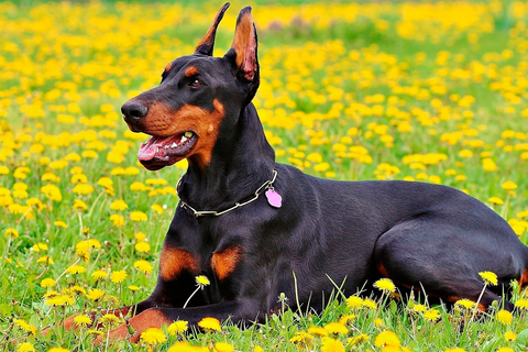 ¿Cómo saber si tu perro está enfermo?