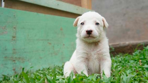 Mascotas con enfermedades crónicas: cómo la nutrición puede ayudar en su tratamiento