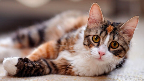 14 síntomas de moquillo en gatos