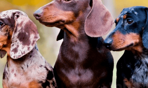 Dachshunds