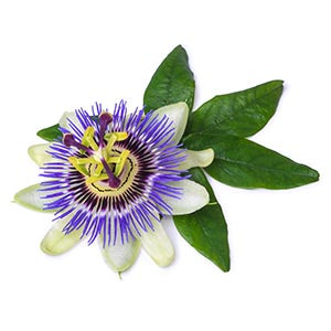 Passionflower