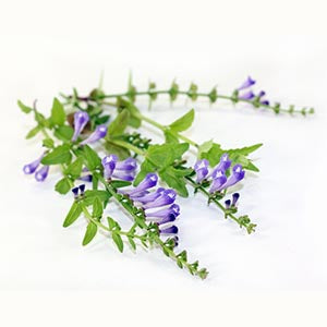 Skullcap