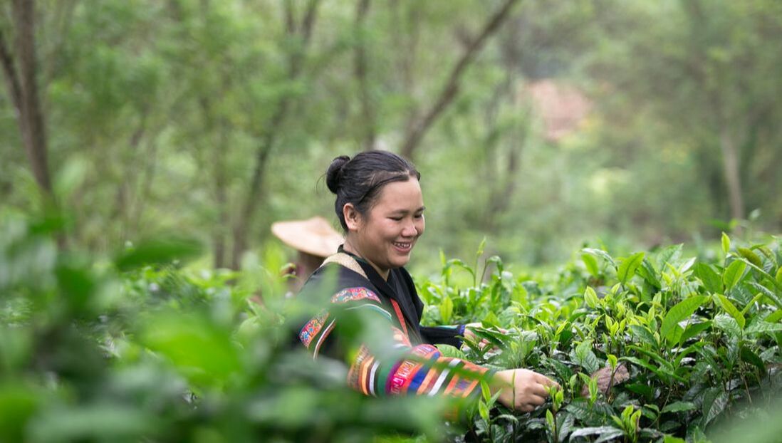 Araksa tea working harvesting leaves