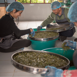 Sorting leaves