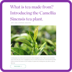 The Camellia Sinensis tea plant