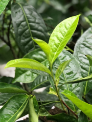 Camellia Sinensis tea plant