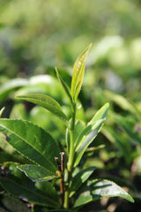 Camellia Sinensis tea plant