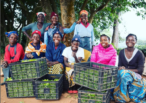 The Satemwa harvesters