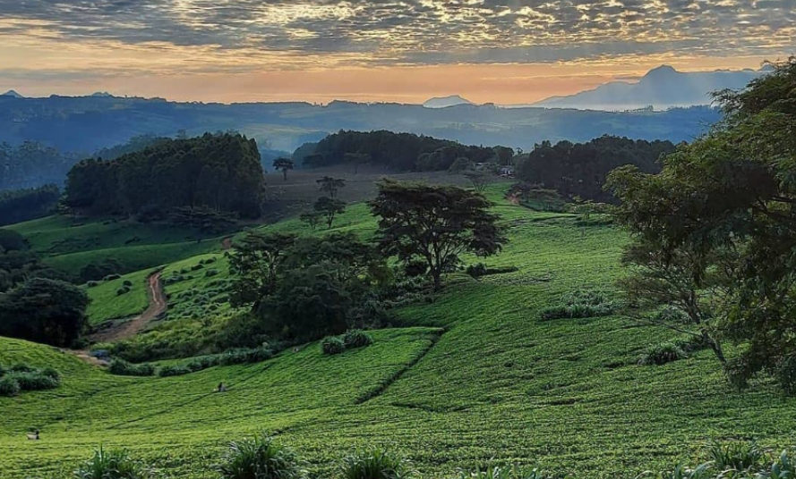 Satemwa landscape