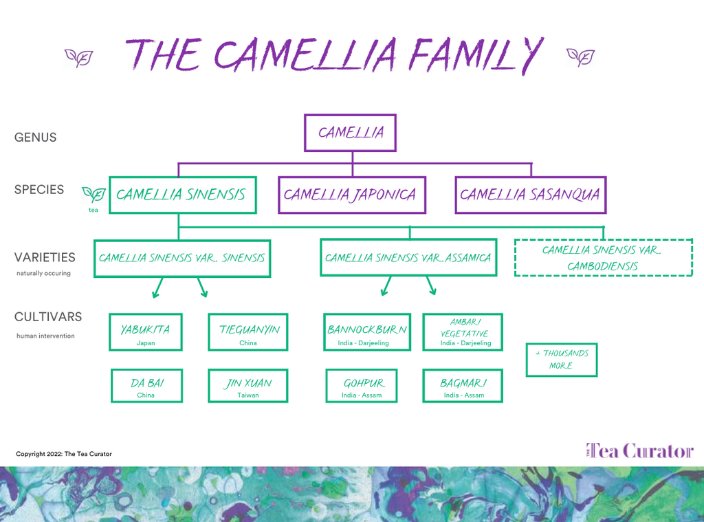 The Camellia plant family diagram