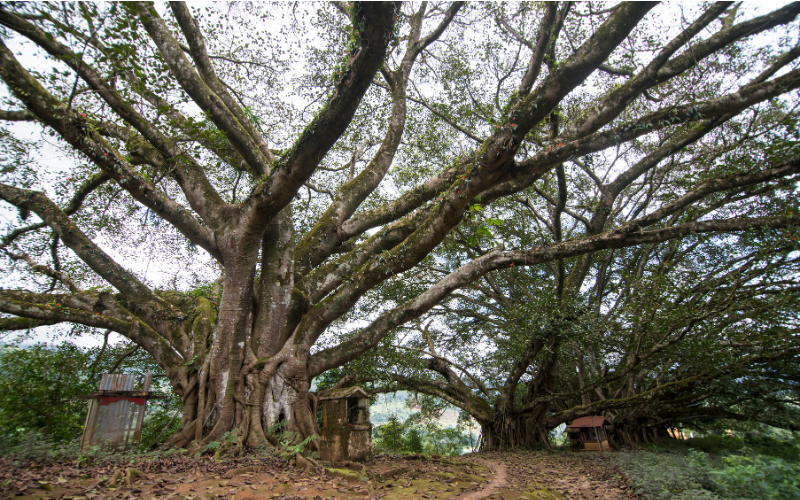 The ancient banyan trees