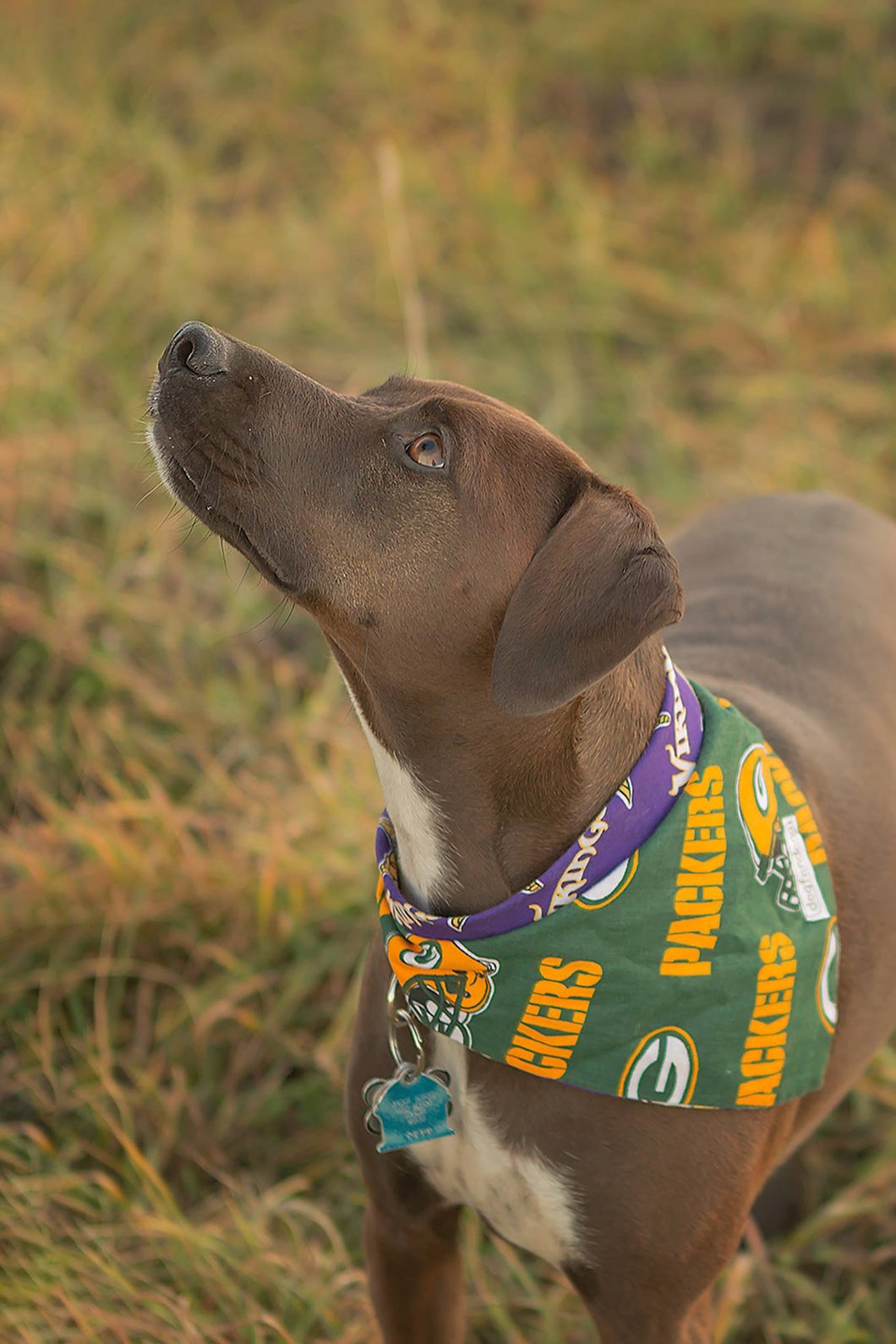 house divided dog jersey