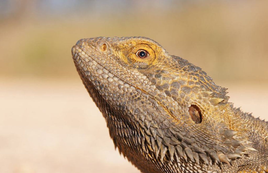 Reptile Care Blog – Tagged "bearded dragons" – Reptilinks
