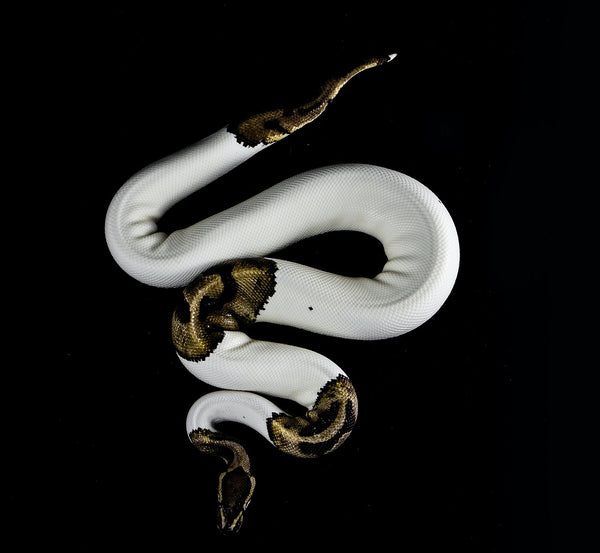 5 Types of Small Pet Snakes For Reptile Lovers