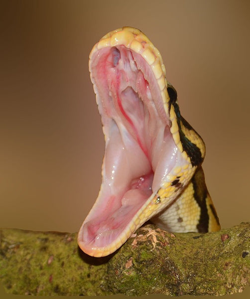 ball python not eating