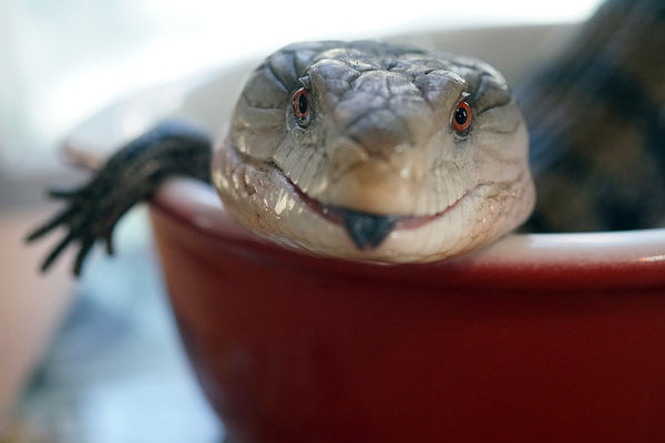 ball python vs blue tongue skink