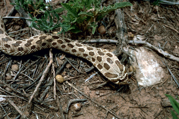 southern hognose snake range