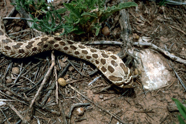 Baby hognose snake plays dead so well, baby