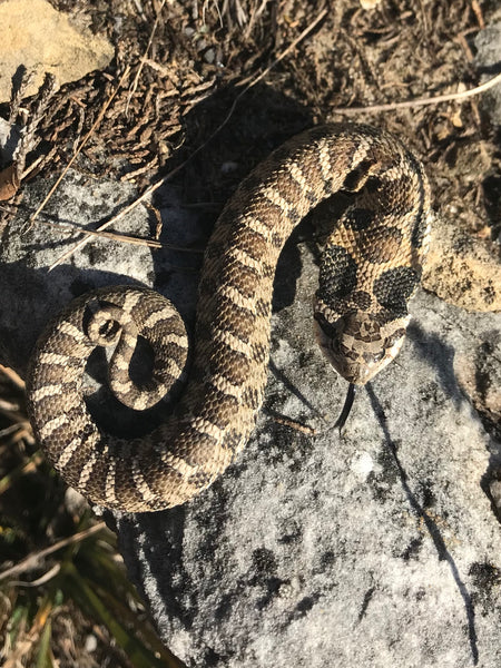 Zombie snake': Eastern hognose plays dead to avoid predators