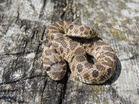 North Caroline Eastern Hognose Zombie Snake Plays Dead