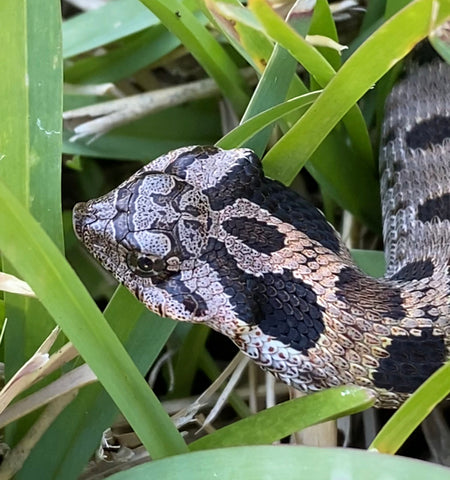 Eastern Hognose Snake - Playing Dead