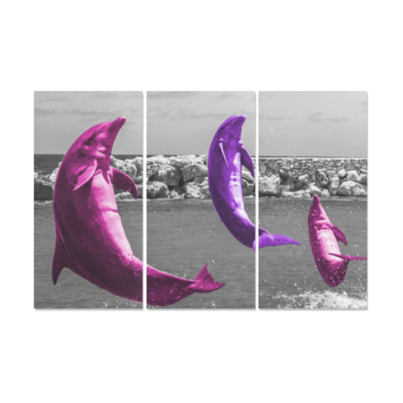 dolphins sunset purple